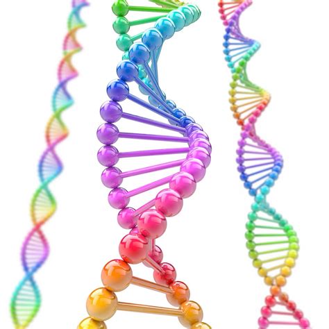شكل الحمض النووي
